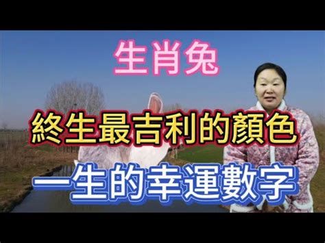 兔子代表數字|屬兔的幸運號碼是多少？探究兔年運勢與數字的神秘聯繫